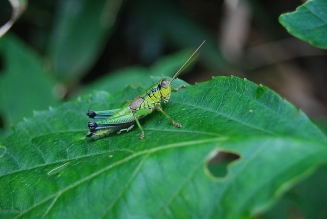 Grasshopper perched on a green leaf, showcasing vibrant colors and intricate details of its body. Ideal for nature-focused publications, educational materials on insects, or visual content related to wildlife and natural habitats.