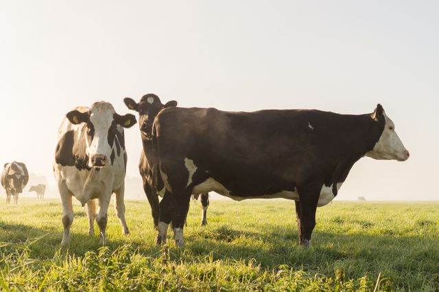 Cows are grazing peacefully in a green field during sunrise, with a soft, misty background. Ideal for promoting agricultural products, dairy production, rural lifestyle, and sustainable farming practices. Can be used in educational material, farm-related websites, advertisements, and articles about livestock management.