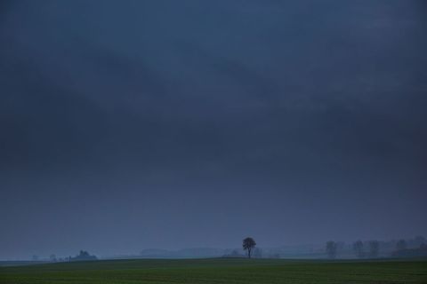 Solitary Tree at Dusk in Still Landscape