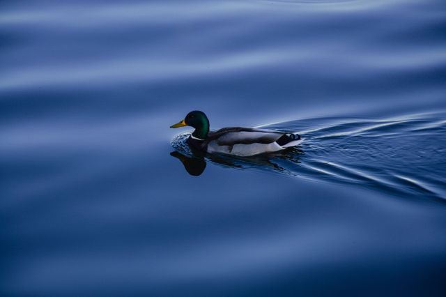 Mallard Duck Swimming in Calm Blue Water at Sunset - Download Free Stock Photos Pikwizard.com