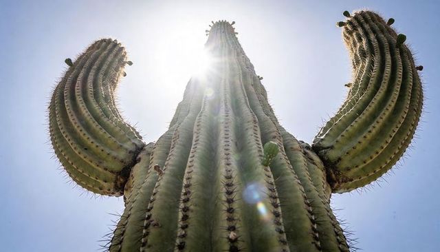 Sunlit saguaro reaching skyward with ribbed arms, sharp spines and dramatic lens flare