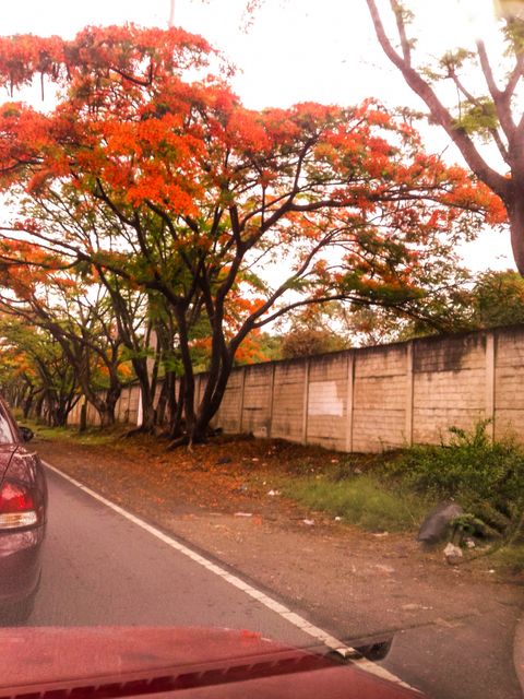 Colorful blossoming trees along roadside in urban area - Download Free Stock Photos Pikwizard.com