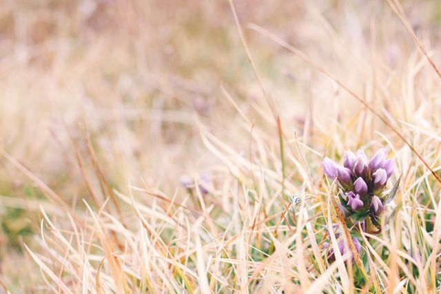 Close-up of purple wildflowers blooming among dry grass in natural meadow. Highlights contrast between vibrant flowers and dried grass. Ideal for nature-themed projects, botanical studies, eco-friendly campaigns, autumn nature scenes, or promoting conservation and outdoor lifestyles.