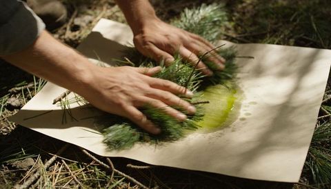 Pressing pine needles on kraft paper releasing bright green resin in forest