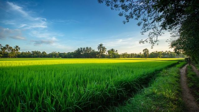 Lush Green Rice Field in Rural Setting During Sunrise
