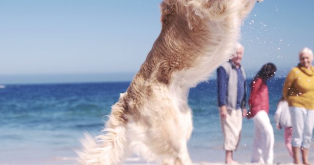 Energetic Golden Retriever Jumping on Beach with Family at Distance - Download Free Stock Images Pikwizard.com