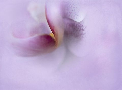 Soft lavender orchid macro abstract bloom detail with dreamy pastel texture background