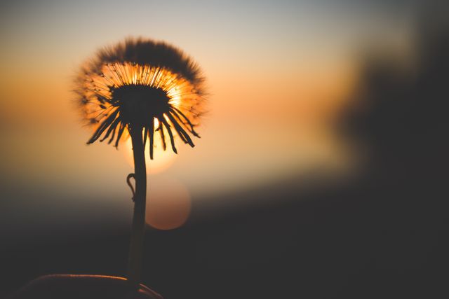 Closeup of a dandelion in silhouette against a beautiful sunset, creating a serene and romantic atmosphere. Ideal for designs focused on nature, relaxation, or the beauty of the evening time. Suitable for use in backgrounds, inspirational quotes, wellness and meditation websites, greeting cards, or any project that requires a calming and natural theme.