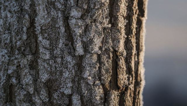 Frosted tree bark catching low sunlight at frozen lakeshore close-up texture grooves study
