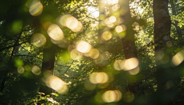 Sunlit temperate forest with backlit mossy tree trunks and golden bokeh orbs
