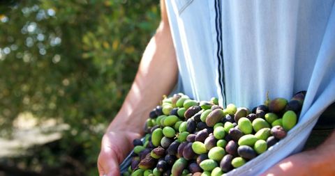 Hands Holding Freshly Picked Olives in Denim Shirt