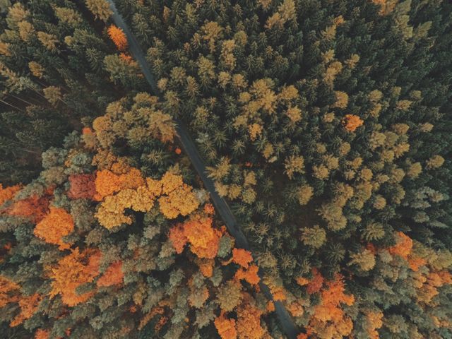 This image shows an aerial view of a forest in autumn, featuring vibrant foliage with various shades of orange, red, and green. A winding road cuts through the dense forest, adding an element of contrast. It is perfect for use in travel brochures, seasonal promotions, environmental campaigns, or any project celebrating the beauty of nature and seasonal changes.
