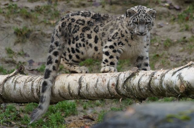 Snow Leopard Cub Balancing on Tree Log in Natural Habitat - Download Free Stock Photos Pikwizard.com