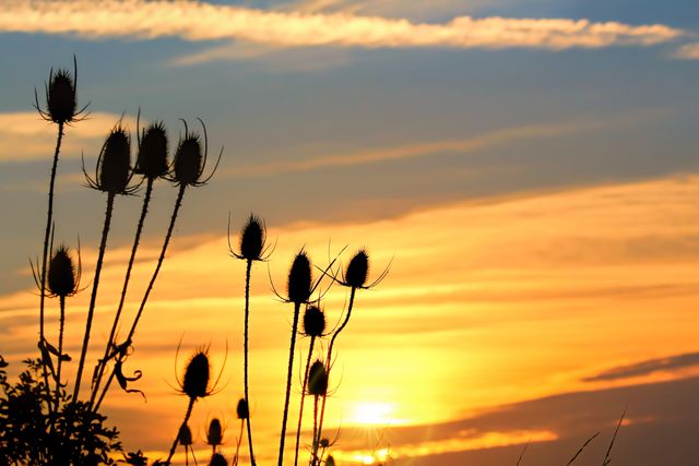 Capturing a serene sunset scene with the silhouettes of dry plants against a dramatic sky. This image can be used for nature-themed websites, wall art, relaxation or meditation content, and background purposes for environmental campaigns.