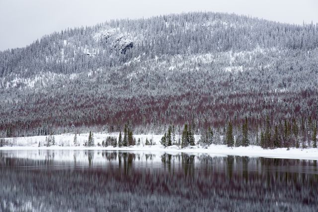 Beautiful Winter Landscape with Snow-Covered Forest and Reflections on Calm Lake - Download Free Stock Photos Pikwizard.com