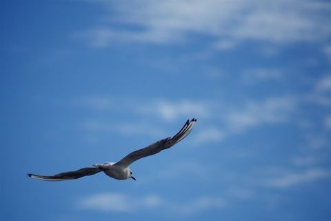 Seagull Soaring Across Clear Blue Sky with Outstretched Wings