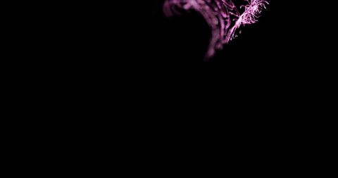 Vibrant pink light trails on black background in motion