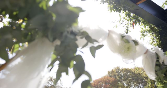 Outdoor Wedding Arbor with Flowing White Fabric on Sunny Day - Download Free Stock Images Pikwizard.com