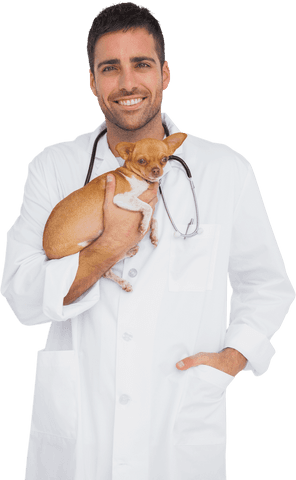 Smiling veterinarian holding chihuahua on transparent background