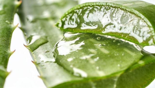 Aloe vera leaf gleaming with translucent gel pool and droplets macro closeup