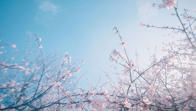 Pastel cherry blossoms reaching across clear blue sky, spring blooming canopy