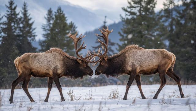 Two Bull Elk Locking Antlers in Snowy Mountain Meadow with Falling Snow During Winter Rut