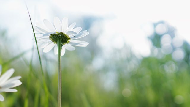 White daisy blooming in a green field with sunlight creating a serene and peaceful atmosphere. Great for nature-themed projects, spring promotions, floral designs, and relaxation visuals.