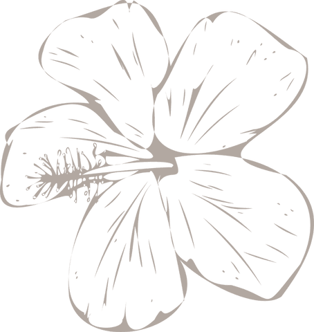 hibiscus line art with transparent background decor - Download Free Stock Videos Pikwizard.com