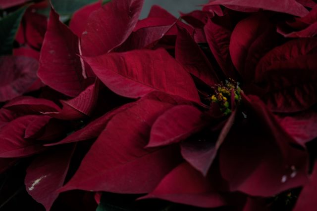 Deep red poinsettia flowers capturing the rich color and detailed petals. Ideal for use in holiday-themed projects, Christmas cards, seasonal advertising, or botany content. Adds a festive and elegant touch to any holiday décor.