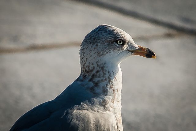 Close-up of seagull showcasing its detailed features and natural habitat. Useful for marine wildlife studies, ornithology resources, and nature photography collections. Can be used for educational materials, wildlife conservation campaigns, and animal-related blog posts.