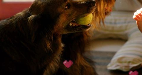 Dog Holding Tennis Ball Near Baby on Cozy Bedroom Bed