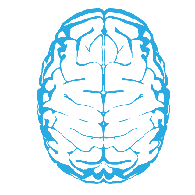 Transparent Blue Diagram of Human Brain - Download Free Stock Videos Pikwizard.com