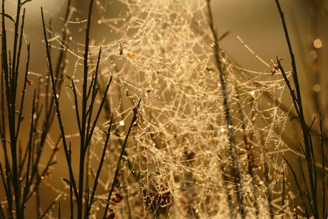 Closeup view of a spider web shimmering with morning dew in the warm golden sunlight. Dewdrops on the web and surrounding plants create a sparkling effect. Useful for nature-themed projects, seasonal promotions, mindfulness visuals, or botanical studies.