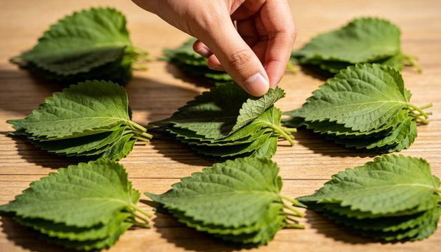 Hand lifting stacked perilla leaves on wooden table with warm shadows and herbal texture