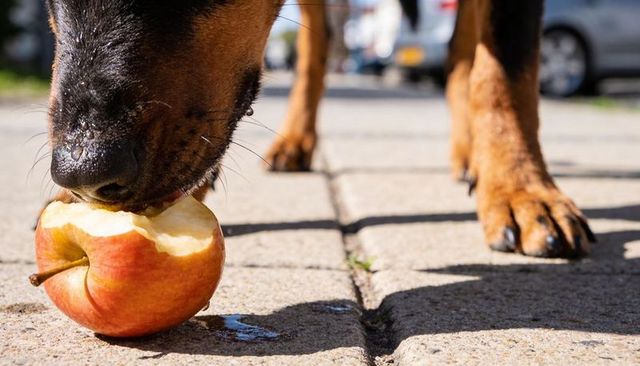 Street dog biting red-yellow apple on sunlit pavement close-up with wet muzzle and paws