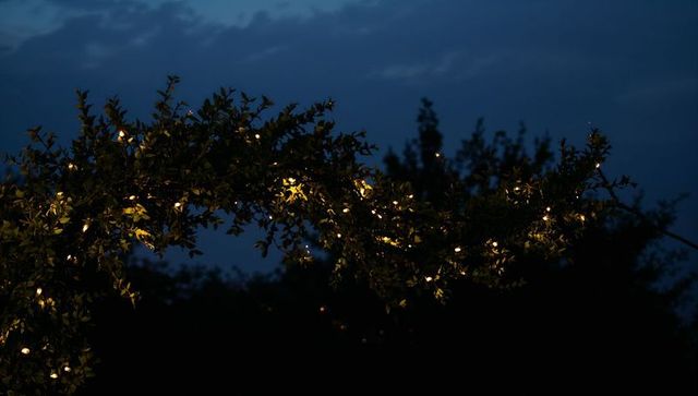 Leafy garden arch twining warm white string lights at dusk blue hour backyard ambience