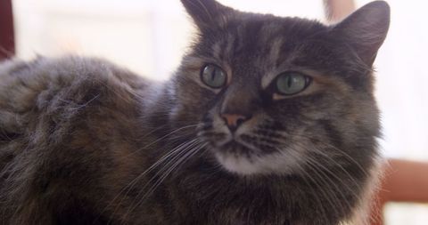 Close-Up of Tabby Cat with Green Eyes Looking Alert - Download Free Stock Images Pikwizard.com