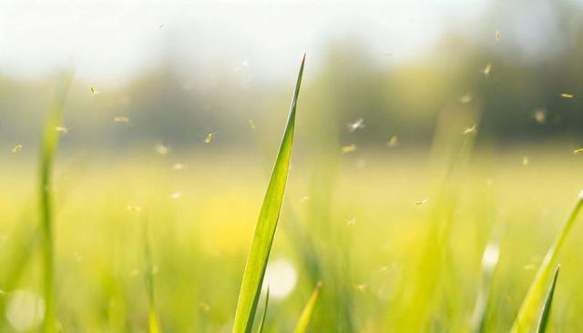 Sunlit single grass blade with floating pollen and soft bokeh closeup meadow nature themes