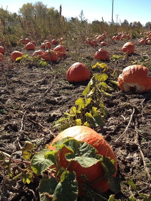 Pumpkins growing in a field are ripening during autumn. Suitable for themes of agriculture, harvest, farming, autumn festivals, and outdoor activities.