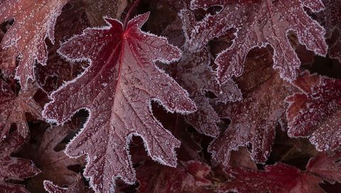 Frosted Burgundy Oak-like Leaf Close-up Featuring Crystalline Dew on Lobed Garden Foliage