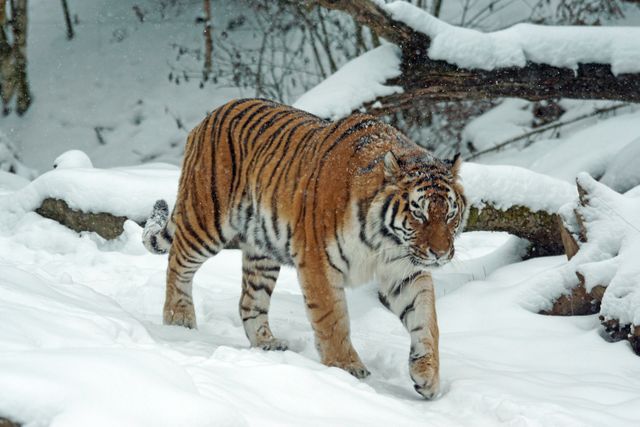 This image of a tiger walking through a snowy forest highlights the majesty and power of wildlife. It can be used in articles, blogs, or presentations about wildlife conservation, nature, winter habitats, and the behavior of tigers in different season. Ideal for educational and awareness campaigns, it also suits themes related to wilderness, outdoor exploration, and environmental protection.