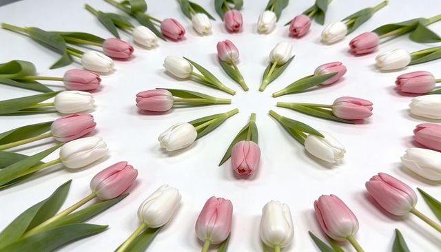 Pastel pink and white tulip radial arrangement flatlay concentric floral minimalist pattern