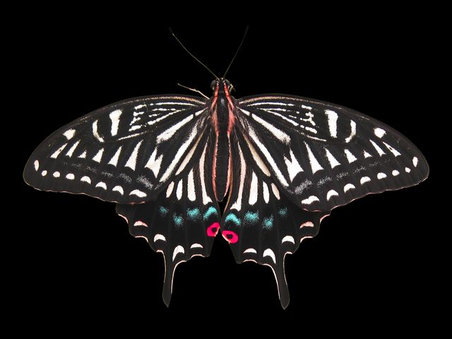 Close-up of a butterfly with patterned wings displaying striking colors against a black background. This detailed image showcases the intricate design and natural beauty of the insect, making it perfect for educational purposes, background designs, art compositions, and nature-related content.