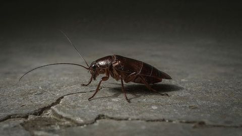 Cockroach exploring concrete floor with cracks and debris