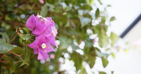 Vibrant Bougainvillea Bracts bathed in Sunlight