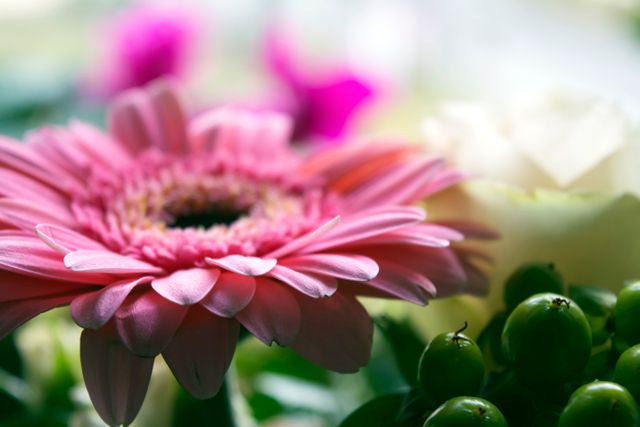 Capturing the intimate details of a vibrant pink gerbera daisy surrounded by other blooms and green berries, this image highlights the natural beauty and fragility of flowers. Ideal for use in gardening blogs, floral extract promotions, seasonal décor, nature-themed publications, and botanical presentations.