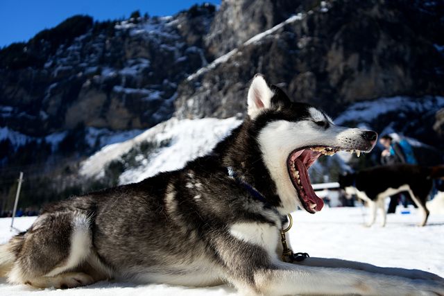 Siberian Husky lying on snow-covered ground with mountain range in background on a sunny day. Ideal for use in topics related to pets, winter sports, dog behavior, nature exploration, and outdoor adventures.