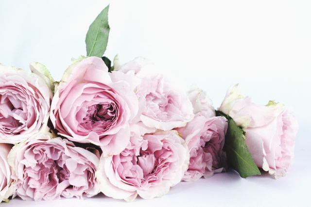 Pink Peonies Bouquet on White Background - Download Free Stock Photos Pikwizard.com