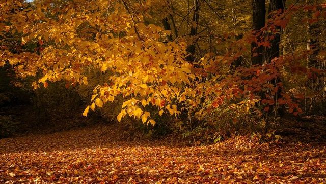 Sunlit golden leaves drooping over leaf-littered forest floor in autumn woods