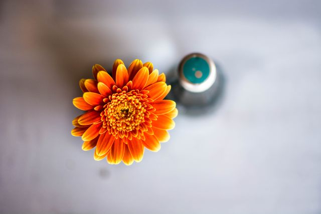 Bright orange gerbera flower placed in a blue bottle viewed from above, perfect for minimalistic and vibrant floral decorations. Can be used in advertising for flower shops, interior design, greeting cards, and nature-themed blogs.